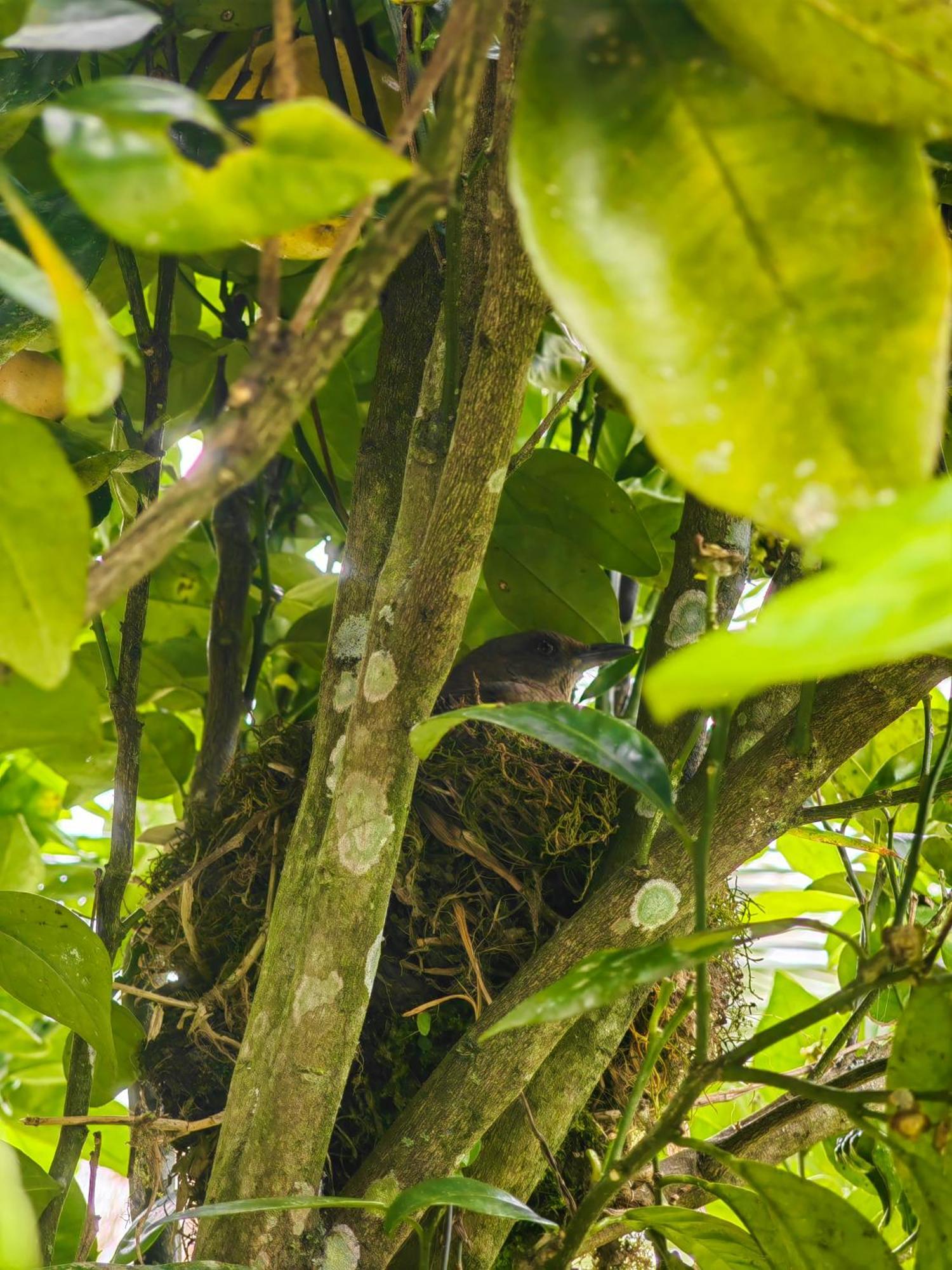 Paraiso Cocora سالنتو المظهر الخارجي الصورة